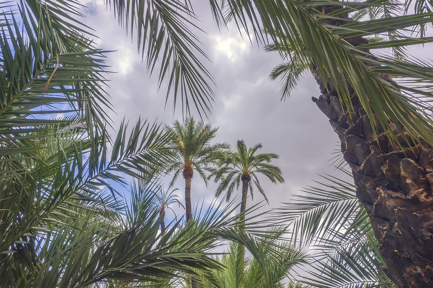 Imagen del cielo de Elche con palmeras.